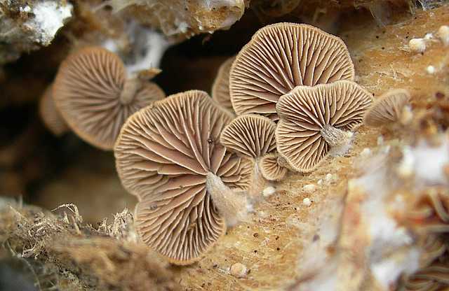 Melanotus horizontalis   (Bull.)    P.D. Orton